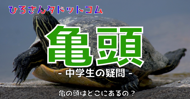 亀頭 キトウ の場所ってどこですか 性教育 ヒロサンタドットコム